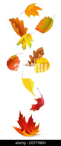 Chute de feuilles. Feuilles d'automne multicolores de divers arbres (érable, bouleau, chêne, tilleul, peuplier) isolées sur fond blanc Banque D'Images