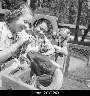 Drei junge Frauen am Ziegengehege im Tierpark Wilhelma à Stuttgart, Deutschland 1930er Jahre. Trois jeunes femmes à la chèvre composé aux jardins zoologique Wilhelma à Stuttgart, Allemagne 1930. Banque D'Images