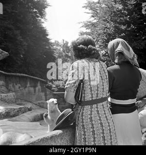 Drei junge Frauen am Eisbärgehege Zoobesuch die beim, Deutschland 1930 er Jahre. Trois jeunes femme visiter un jardin zoologique et voir l'ourse polaire composé, Allemagne 1930. Banque D'Images