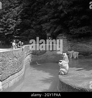 Drei junge Frauen am Eisbärgehege Zoobesuch die beim, Deutschland 1930 er Jahre. Trois jeunes femme visiter un jardin zoologique et voir l'ourse polaire composé, Allemagne 1930. Banque D'Images