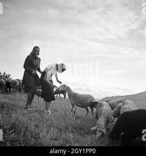 Zwei junge Frauen spielen auf einer Alm Schafen mit, Deutschland 1930 er Jahre. Deux jeunes femmes jouant avec des moutons sur une pelouse, Allemagne 1930. Banque D'Images