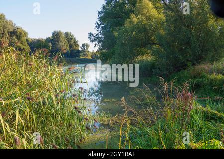 Szigetköz (petite île de Rye, Kleine Schüttinsel) : anabranch, bras du Danube, forêt à Györ-Moson-Sopron, Hongrie Banque D'Images