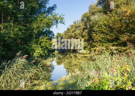 Szigetköz (petite île de Rye, Kleine Schüttinsel) : anabranch, bras du Danube, forêt à Györ-Moson-Sopron, Hongrie Banque D'Images