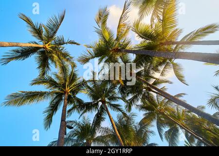 Vue sur les palmiers tropicaux colorés avec soleil et ciel bleu Banque D'Images