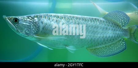 Magnifique poisson arowana dans l'aquarium, poisson de jardini arowana. Banque D'Images