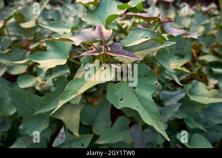 Belles feuilles de patates douces Prenez une photo de la position ci-dessus. Feuilles de patates douces avec le soleil dans l'après-midi. Banque D'Images