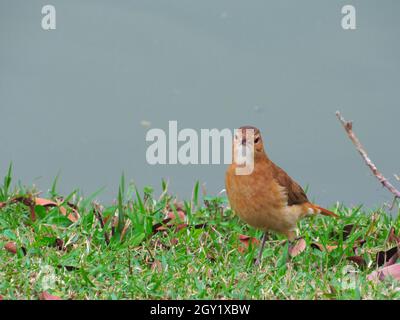 Oiseau connu sous le nom de Rufous Hornero (Furnarius rufus), debout au bord du lac, regardant de manière suspecte vers la caméra. Banque D'Images