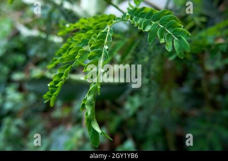 De bonnes feuilles de lamtoro poussent dans le jardin Banque D'Images