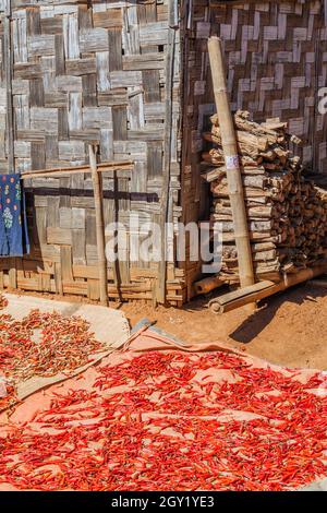 Séchage des piments dans un village de la région entre Kalaw et Inle, Myanmar Banque D'Images