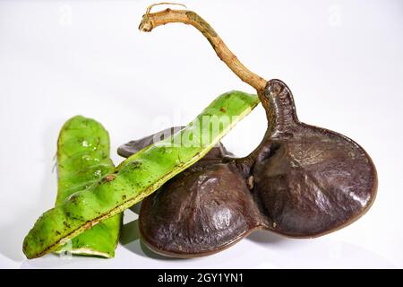 Gros plan du jengkol et du petai frais.Le jengkol et le petai sont délicieux mangés avec de la sauce Chili et du riz. Banque D'Images