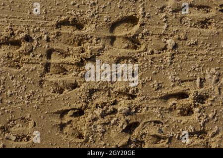 Empreintes de cerfs du ROE dans le sable, arrière-plan de la faune Banque D'Images