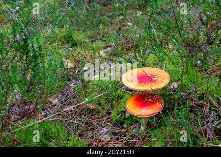 Les champignons Amanita poussent dans la forêt, magnifique fond de nature pour la détente Banque D'Images