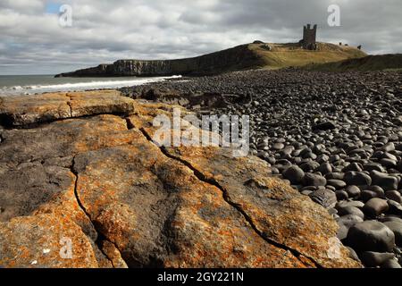 Lichen qui pousse sur des rochers dans la baie d'Embleton au nord du château de Dunstanburgh du XIVe siècle, au nord de Craster, Northumberland, Royaume-Uni. Banque D'Images