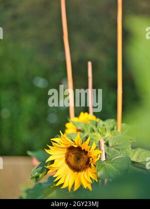 Plantes de tournesol (Helianthus annuus) soutenues par des cannes de bambou Banque D'Images