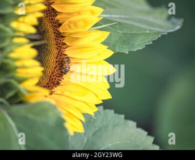 Guêpe (Hyménoptères) sur tête de tournesol (Helianthus annuus).Concept d'environnement, positivité, optimisme, bonheur Banque D'Images