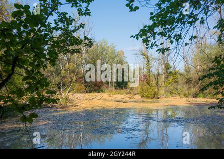 Zitny ostrov (Grande île de Rye, Große Schüttinsel) : anabranch, bras du Danube, forêt dans la luhy de Dunajske (plaines inondables du Danube), , Slovaquie Banque D'Images