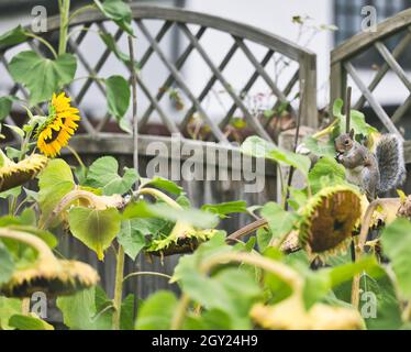 Portrait d'un écureuil gris de l'est (Sciurus carolinensis) assis sur une plante de tournesol mangeant des graines de tournesol Banque D'Images