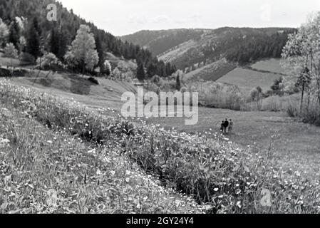 Wanderer Feld auf einem im Donautal bei Wildenstein, Deutschland 1930 er Jahre. Les randonneurs debout sur un champ dans le Danube Dale, Allemagne 1930. Banque D'Images