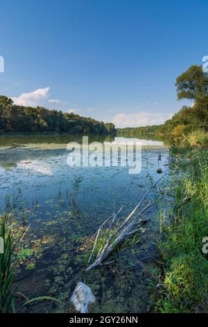 Zitny ostrov (Grande île de Rye, Große Schüttinsel) : anabranch, bras du Danube, forêt dans la luhy de Dunajske (plaines inondables du Danube), , Slovaquie Banque D'Images