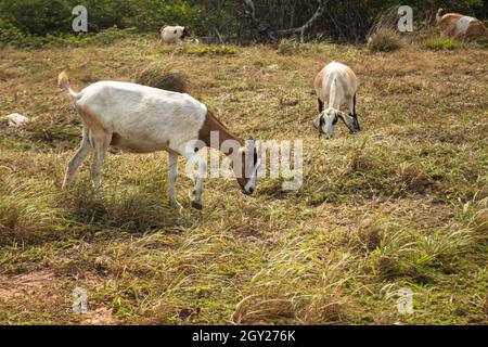 Belles chèvres brunes et blanches mangeant librement dans le champ pendant une journée ensoleillée.Animaux de ferme. Banque D'Images