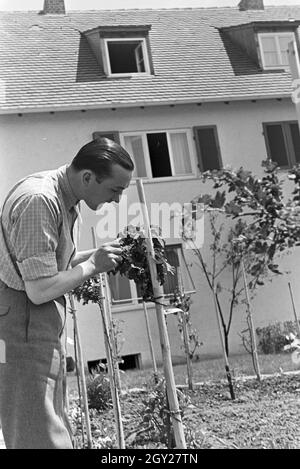 Der Autorennfahrer Hermann Lang bei der Gartenarbeit, Deutschland 1930 er Jahre. Le pilote de course Hermann Lang fait quelques travaux de jardinage, de l'Allemagne des années 1930. Banque D'Images