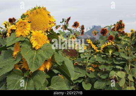 Un champ de tournesols en croissance en Oregon en octobre. Banque D'Images