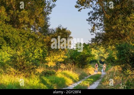 Zitny ostrov (Grande île de Rye, Große Schüttinsel): Cycliste en forêt à Dunajske luhy (plaines inondables du Danube), , Slovaquie Banque D'Images