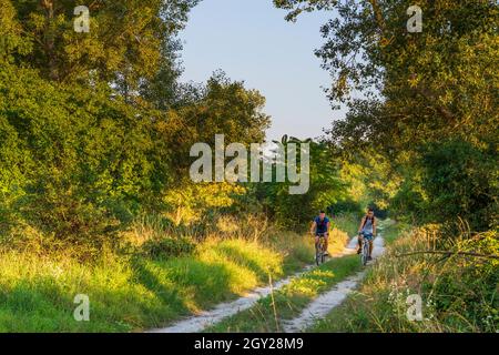 Zitny ostrov (Grande île de Rye, Große Schüttinsel): Cycliste en forêt à Dunajske luhy (plaines inondables du Danube), , Slovaquie Banque D'Images