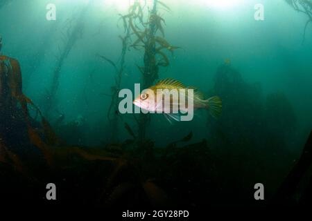 Sébaste, Sebastes atrovirens, et varech géant, Macrocystis pyrifera, ordre Laminariales, Réserve naturelle d'État de point Lobos, Californie, États-Unis Banque D'Images