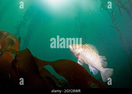 Sébaste, Sebastes atrovirens, et varech géant, Macrocystis pyrifera, ordre Laminariales, Réserve naturelle d'État de point Lobos, Californie, États-Unis Banque D'Images