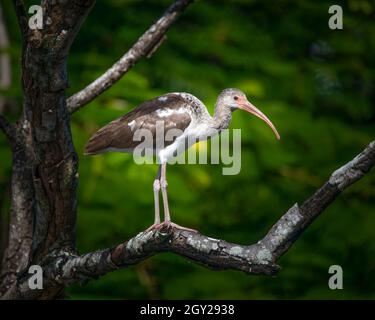 Un jeune Ibis blanc perche dans un arbre dans les Everglades de Floride.Le mineur a des taches de brun et de blanc avant de tourner tout blanc à l'âge adulte. Banque D'Images