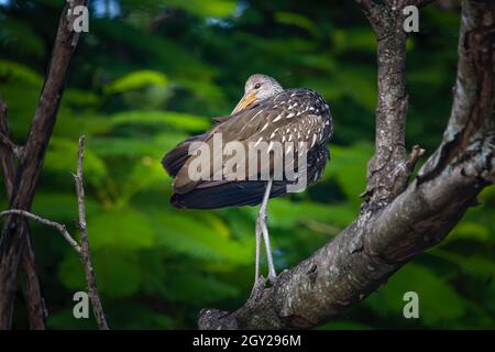 Un Limpkin sèche ses plumes après une baignade dans les Everglades de Floride. Banque D'Images