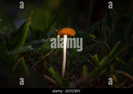 Un champignon sauvage pousse dans une zone herbeuse d'un parc marécageux dans le sud de la Floride. Banque D'Images