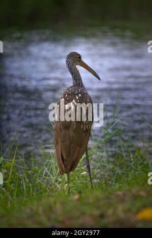 Un Limpkin semble perdu dans la pensée tout en regardant dans l'eau dans les Everglades de Floride. Banque D'Images