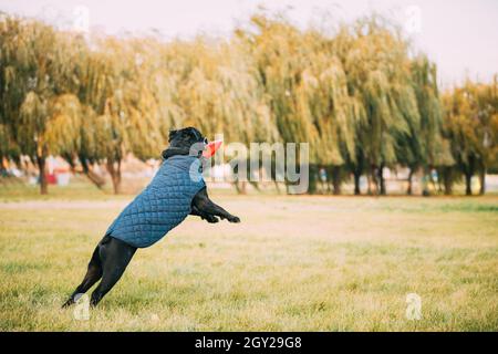 Active Black Cane Corso Dog Play Jumping with plate Toy Outdoor in Park. Le chien se porte dans des vêtements chauds. Chiens de grande taille Banque D'Images