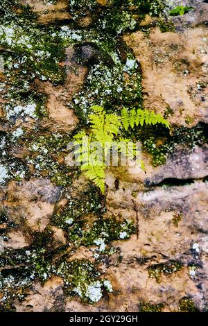 Fougère et lichen qui poussent sur des pierres de texture Banque D'Images