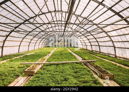 Petits pousses vertes de plantes pins arbres qui poussent du sol dans une boîte de plantes en bois à Greenhouse ou Hothouse Banque D'Images