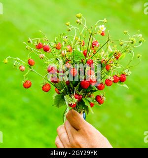 Un bouquet de fraises sauvages fraîches avec des feuilles dans la main d'une femme sur fond vert Banque D'Images