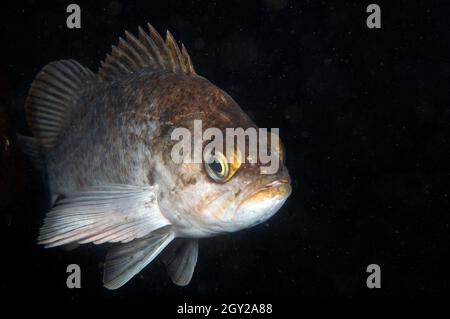 Sébaste de varech, Sebastes atrovirens, réserve naturelle d'État de point Lobos, Californie, États-Unis Banque D'Images