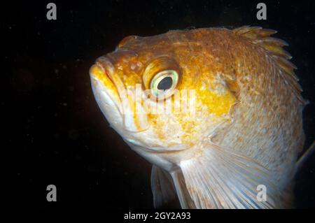 Sébaste de varech, Sebastes atrovirens, réserve naturelle d'État de point Lobos, Californie, États-Unis Banque D'Images