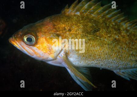 Sébaste de varech, Sebastes atrovirens, réserve naturelle d'État de point Lobos, Californie, États-Unis Banque D'Images