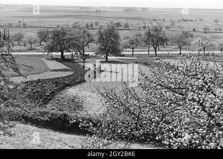 Ein rheinischer Bauer bei der Arbeit, Deutsches Reich 1930er Jahre. Un agriculteur rhénane, de l'Allemagne des années 1930. Banque D'Images