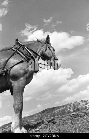 Un Arbeitspferd plügt den Acker, Deutsches Reich 1930er Jahre. Une bête de labourer l'acre, Allemagne 1930. Banque D'Images