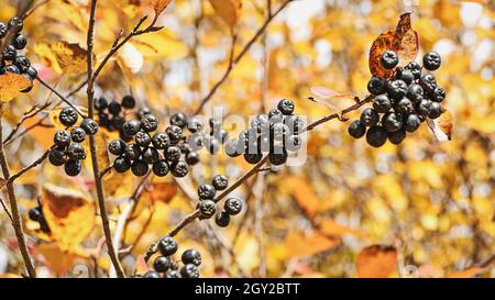 Fraise noire sur la branche arbustive, baies Aronia dans le jardin d'automne Banque D'Images