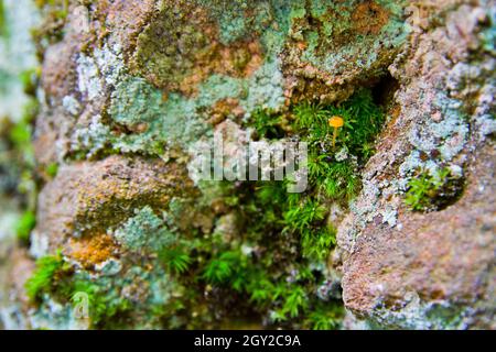 Beaucoup de mousse colorée sur un rocher brun Banque D'Images