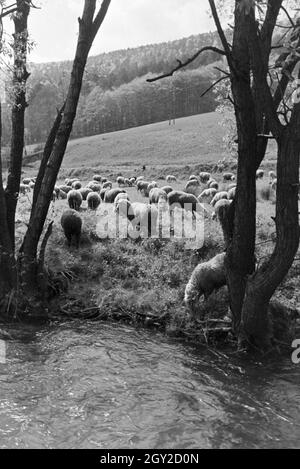 Ein Ausflug in den Odenwald, Deutsches Reich 1930er Jahre. Une excursion à la forêt des Odes, Allemagne 1930. Banque D'Images