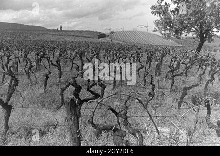 Ein Ausflug zur Weinstraße in der Pfalz, Deutsches Reich 1930er Jahre. Une excursion à la Route des Vins allemande dans le Palatinat, Allemagne 1930. Banque D'Images