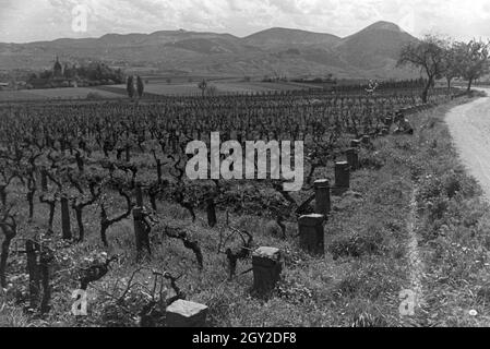 Ein Ausflug zur Weinstraße in der Pfalz, Deutsches Reich 1930er Jahre. Une excursion à la Route des Vins allemande dans le Palatinat, Allemagne 1930. Banque D'Images