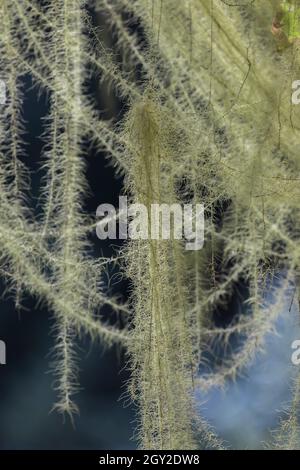 La barbe de Methuselah, Usnea longissima, qui grandit sur une feuille d'érable à feuilles géliculaires, Acer macrophyllum, à l'escalier dans le parc national olympique, État de Washington, États-Unis Banque D'Images