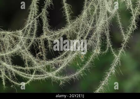 La barbe de Methuselah, Usnea longissima, qui grandit sur une feuille d'érable à feuilles géliculaires, Acer macrophyllum, à l'escalier dans le parc national olympique, État de Washington, États-Unis Banque D'Images